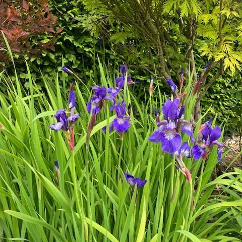 Counselling in Sussex, Surry and online Blue irises