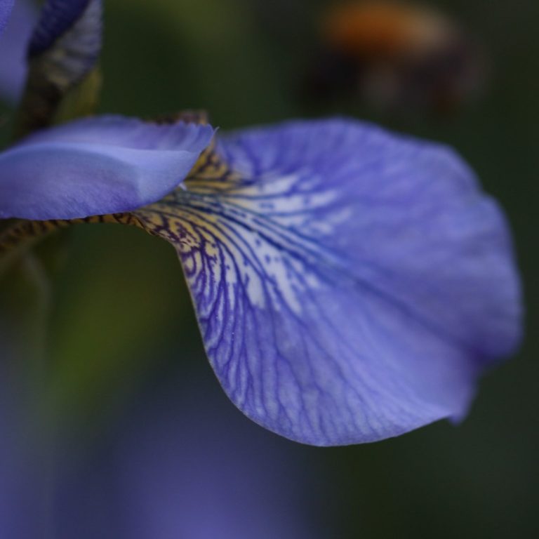 Counselling in Sussex, Surry and online softly focused blue iris petal