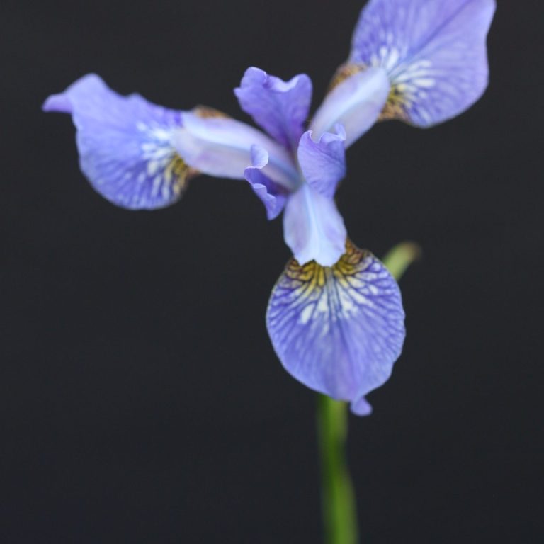 Counselling in Sussex, Surry and online Iris with black background