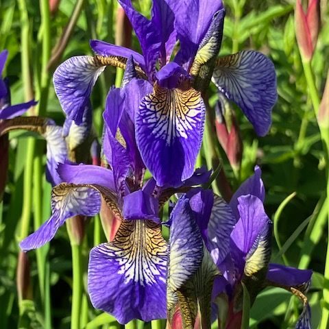 Counselling in Sussex, Surry and online Purple irises in full sunlight